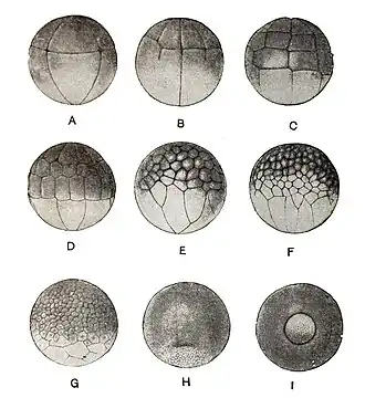Ongelijke radiale klievingsdelingen en vorming van de blastpore van de blastocyste bij kikkers. A, Stadium met acht cellen, van één kant gezien; B, begin van het zestiencellig stadium; C, tweeëndertigcellig stadium; D, achtenveertigcellig stadium; E, F en G, opeenvolgende latere stadia van splitsing; H, begin van de blastoporus in de vorm van een kleine halve maan; I, cirkelvormige blastoporus aan de vegetatieve kant van het ei.