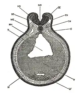 Dwarsdoorsnede kikkerembryo. (holoblastische mesolecitische ongelijke radiale klieving) C, coeloom of lichaamsholte; CH, chorda dorsalis ; EE, epidermische laag van ectoderm; NL, zenuwlaag van ectoderm; M, mesoderm; ME, buitenste of somatisch mesoderm; MH, binnenste of visceraal mesoderm; NEE, neurale groef; ND, dorsale wortel van de spinale zenuw; NS, ruggenmerg; T, archenteron; W, leverdivertikel; Y, dooier. (Na Marshall.)