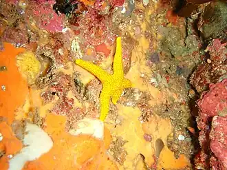 Fromia polypora