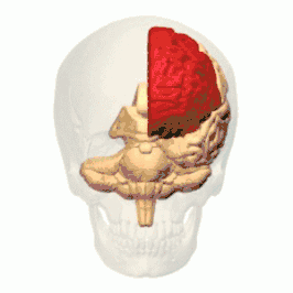 { De frontale hersenkwab