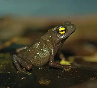 Frostius erythrophthalmus