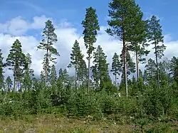 Spontane verbossing na selectieve kaalslag