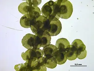 Helmroestmos (Frullania dilatata), onderaanzicht deel van stengel met bladeren
