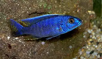 Sciaenochromis fryeri
