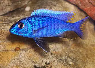 Sciaenochromis