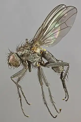 Fucellia fucorum