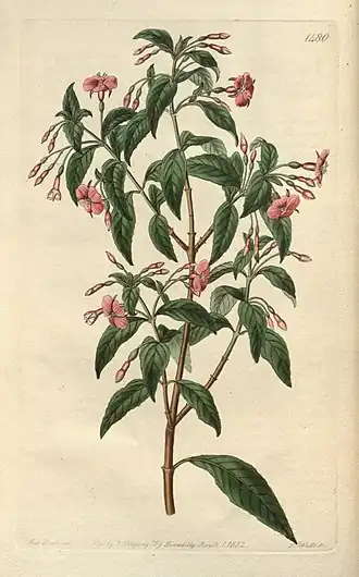 Fuchsia ×bacillaris