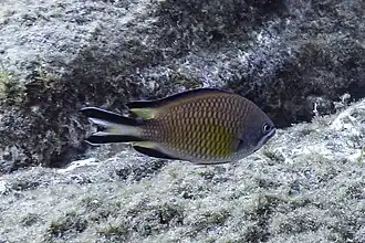 Atlantische monniksvis