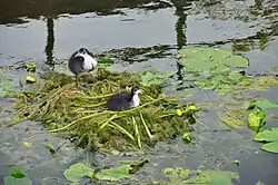 Nest met wat oudere jongen