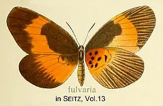 Mimacraea fulvaria