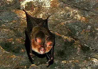 Hipposideros fulvus