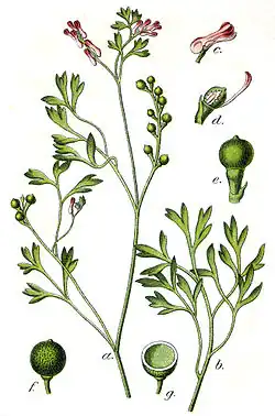 Illustratie van Jacob Sturm