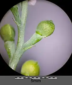 Jonge vrucht nog met een puntje, bractee, vruchtsteel