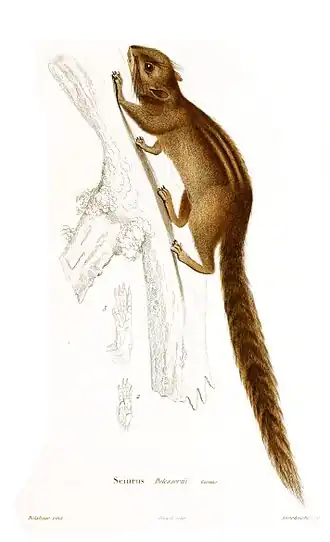 Funambulus sublineatus