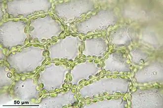Cellen van de bladschijf van gewoon krulmos (Funaria hygrometrica), met chloroplasten tegen de celwanden gelegen