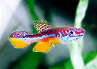 Fundulopanchax avichang