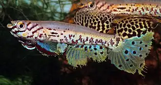 Fundulopanchax fallax