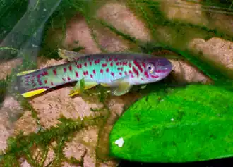 Fundulopanchax scheeli