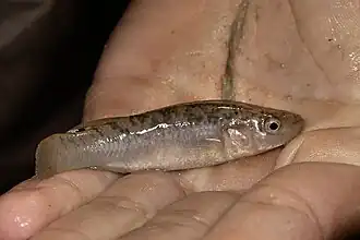 Fundulus confluentus