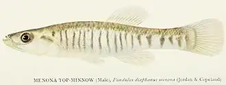 Fundulus diaphanus menona