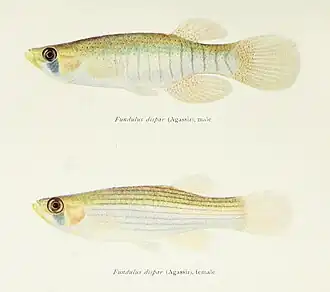 Fundulus dispar