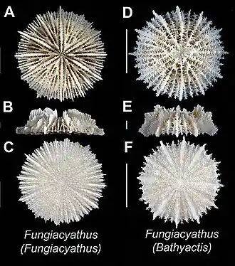 Fungiacyathidae