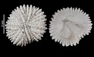 Fungiacyathus (Bathyactis) fissidiscus