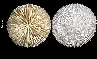 Fungiacyathus (Fungiacyathus) sandoi