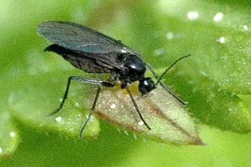 Rouwmuggen (Sciaridae)