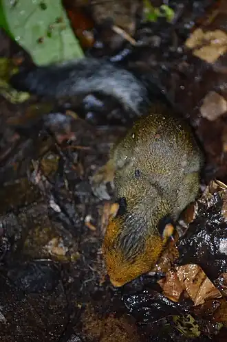 Funisciurus leucogenys