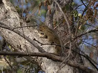 Funisciurus substriatus