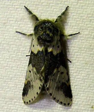 Furcula borealis