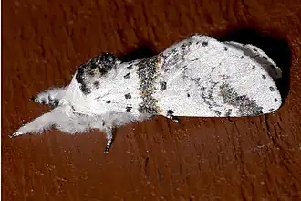 Furcula scolopendrina