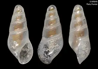 Fusceulima thalassae