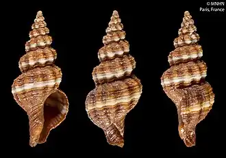 Fusinus tenerifensis