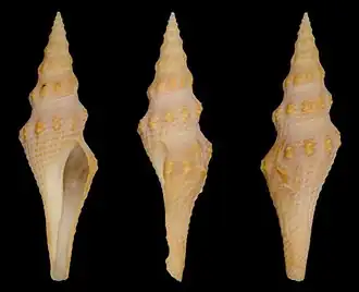 Fusiturricula sunderlandi