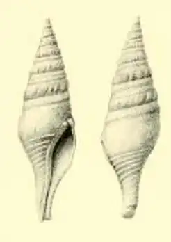 Fusiturris amianta