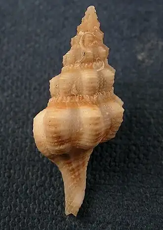 Fusolatirus suduirauti