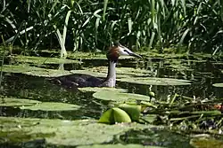Fuut in Regge, nabij uitmonding in Vecht
