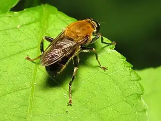 Pterallastes thoracicus