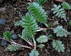 Zilverschoon (Potentilla anserina) afgebroken geveerd blad van met zeer kleine tussenblaadjes