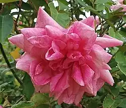 'Général Schablikine' (1878)