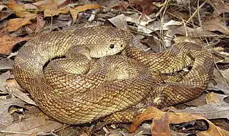 Amerikaanse stierslang