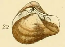 Korfschelp
