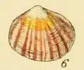 Arcopagia balaustina
