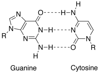Het cytosine-guanine-basenpaar, met drie intermoleculaire waterstofbruggen