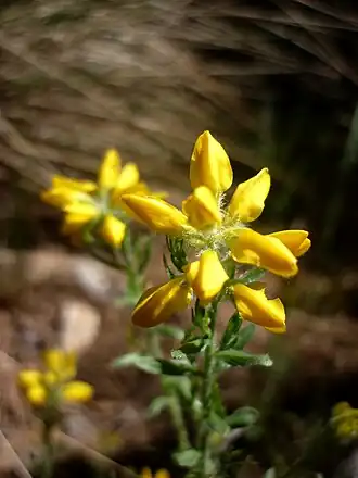 Genista hispanica