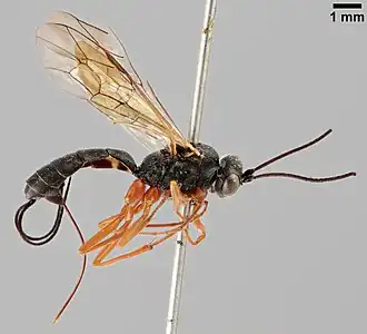 Lissonota curtiventris