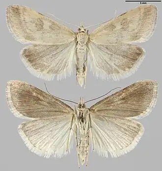 Udea nebulalis