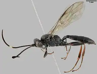 Platylabops lariciatae